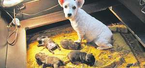 Los estudiantes plantean que se cree una especie de refugio para los animalitos abandonados, en tanto que los profesores dicen que deben crear comederos.