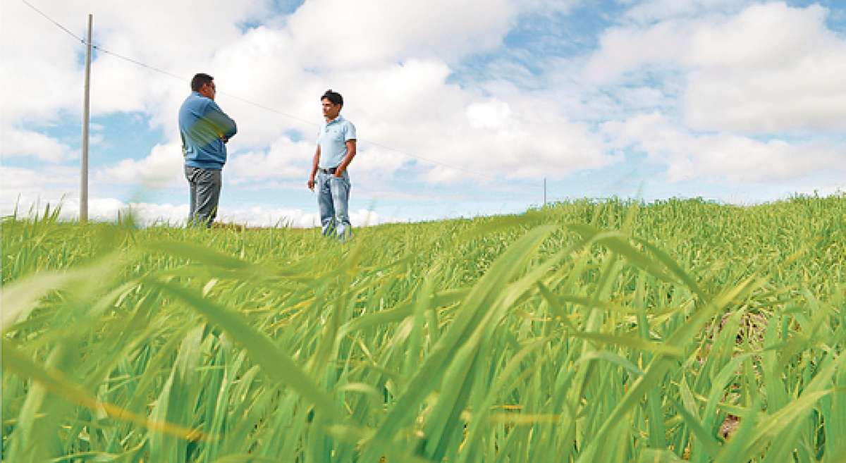 La iniciativa es para que se incremente la productividad de este cereal y beneficie a los agricultores del cant&oacute;n Mont&uacute;far. Foto: Cortes&iacute;a