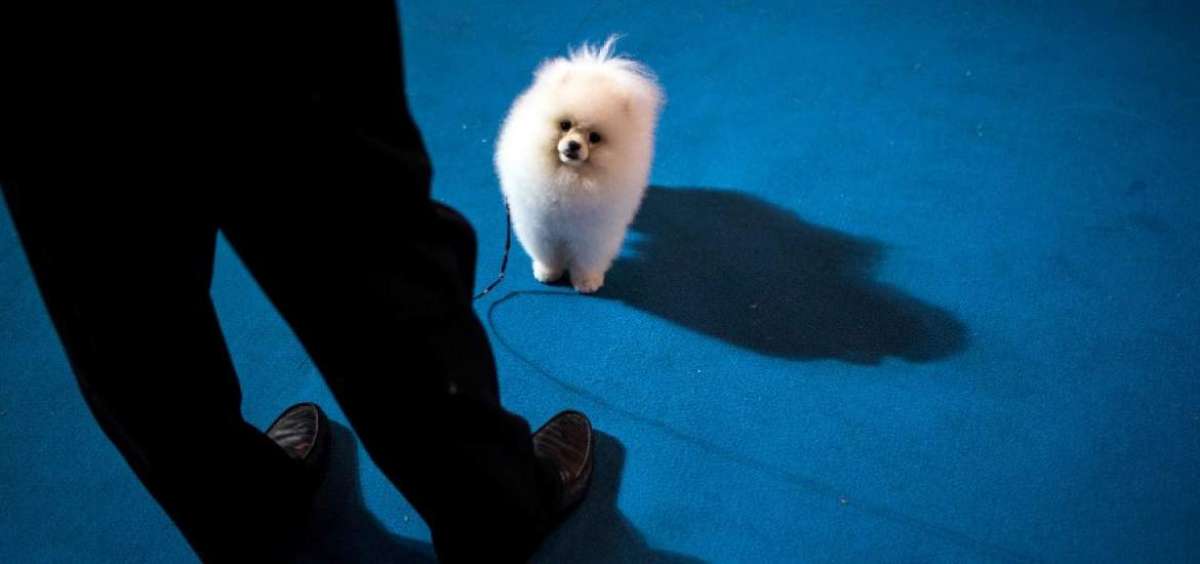 A la hora de acoger un animalito en el hogar se debe tomar en cuenta la disponibilidad de recursos econ&oacute;micos y tiempo para atender al animal.