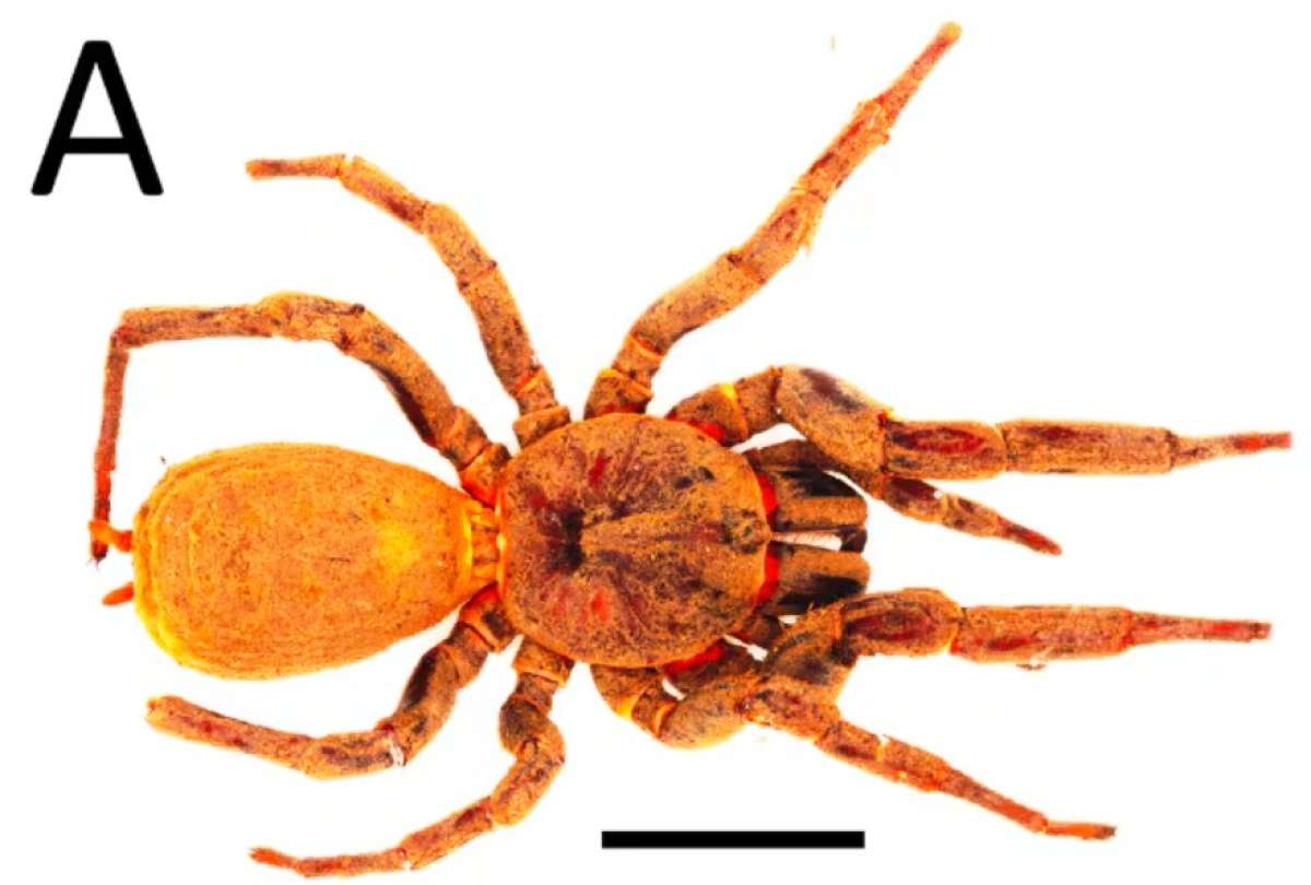 Paratropis nunka&rsquo; es otra de las tar&aacute;ntula descubierta.
