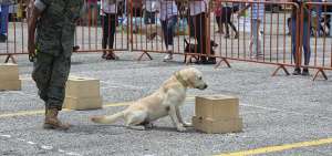 Los canes amaestrados alertan de dos formas: activa y pasiva. En la primera los perros rasgan y ladran, en la segunda se quedan inm&oacute;viles.
