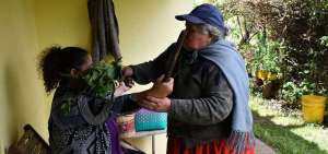 Las plantas medicinales son una tradici&oacute;n en las comunidades andinas, donde muchas personas tienen sus propios huertos para cultivarlas.