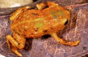 Los ejemplares miden entre 0,6 mm y 1 cm y se diferencian principalmente por la textura y color -entre amarillenta y marr&oacute;n- de su piel babosa. Foto: AFP