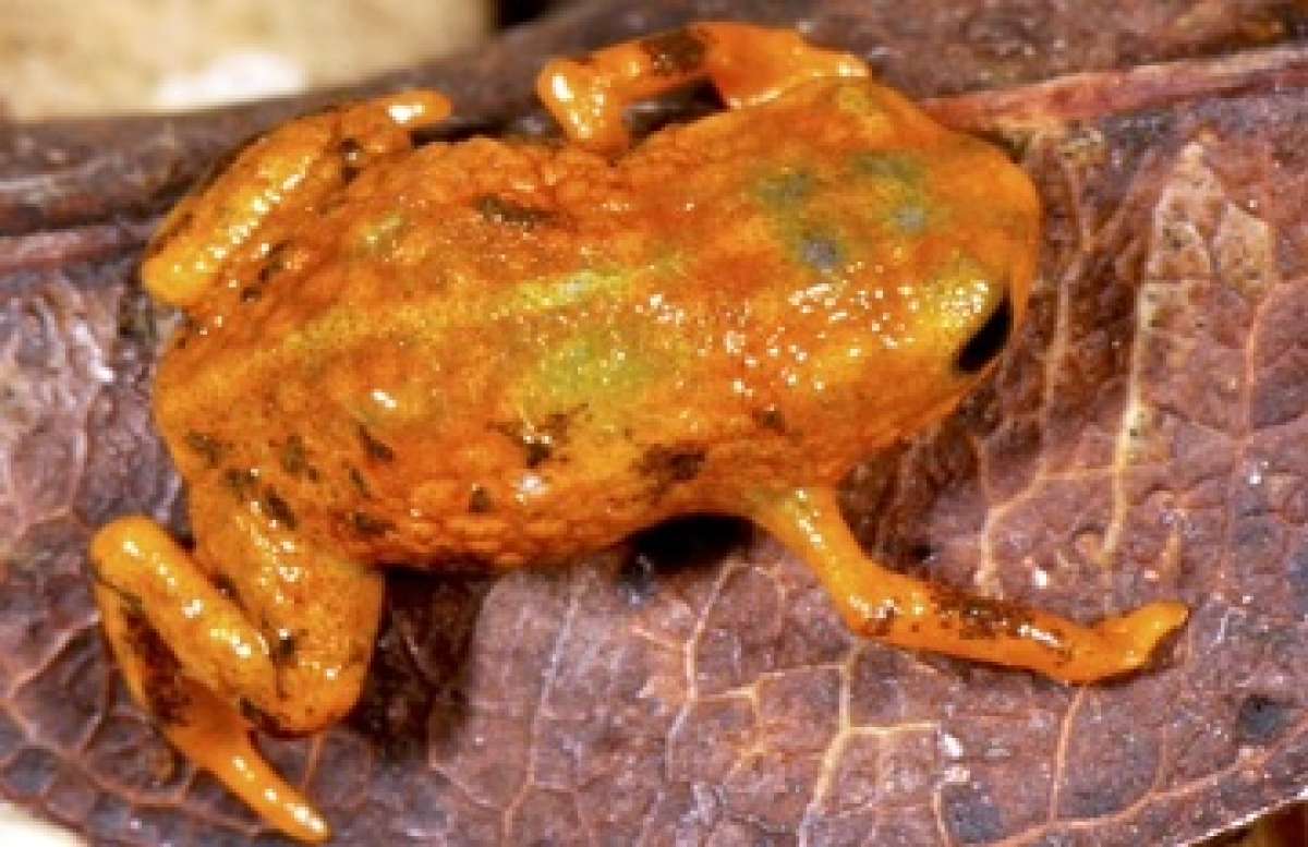 Los ejemplares miden entre 0,6 mm y 1 cm y se diferencian principalmente por la textura y color -entre amarillenta y marr&oacute;n- de su piel babosa. Foto: AFP
