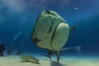 En Bahamas, un tiburón se tragó una cámara accidentalmente. Esto pasó.
