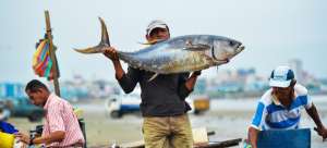 Las capturas de at&uacute;n de Ecuador llegaron a 196.719 toneladas m&eacute;tricas