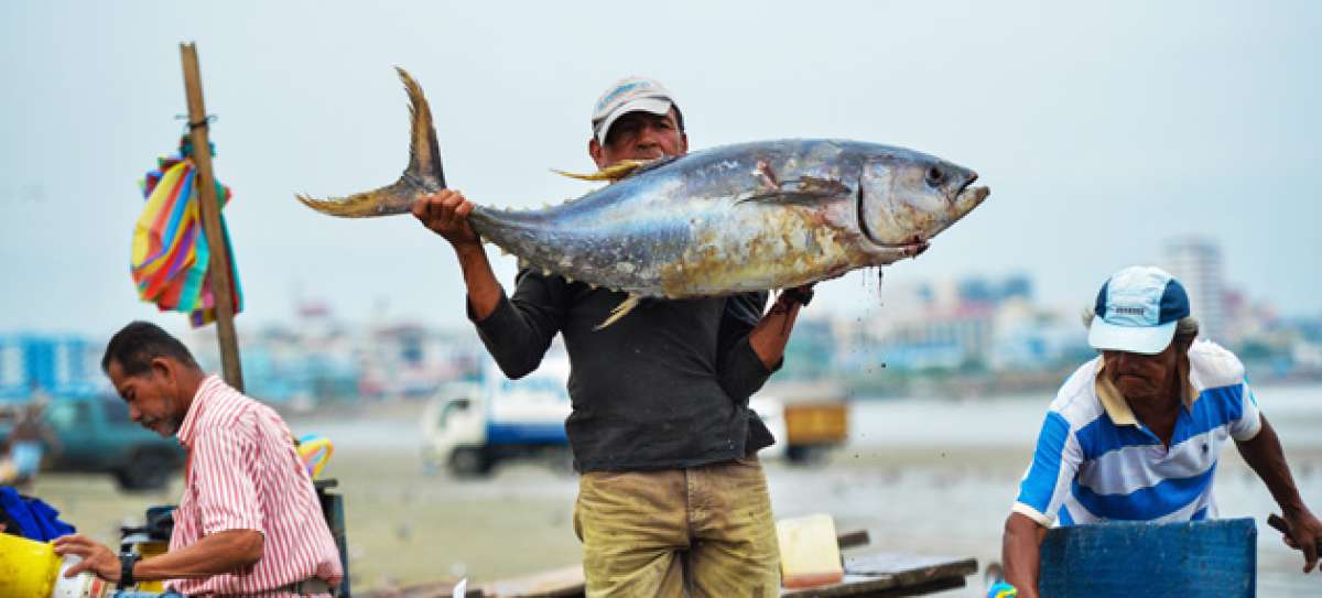 Las capturas de at&uacute;n de Ecuador llegaron a 196.719 toneladas m&eacute;tricas