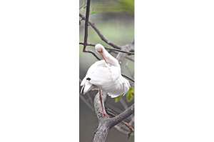 Recorridos guiados para observar aves  