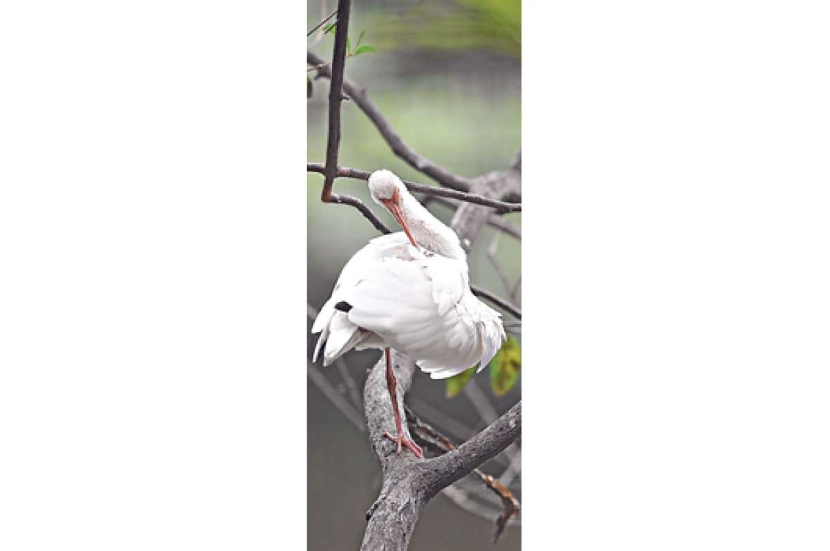 Recorridos guiados para observar aves  