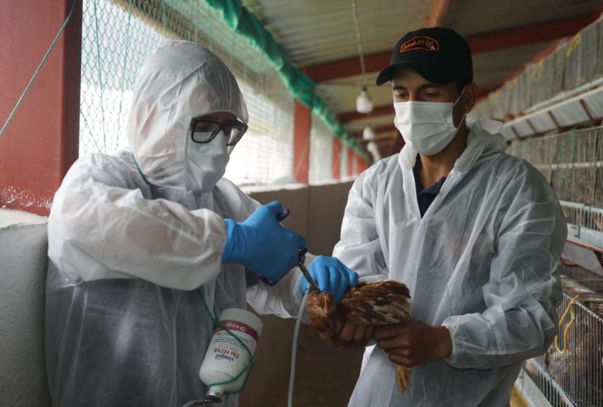 50 granjas se encuentran cumpliendo los requisitos establecidos por Agrocalidad para iniciar el proceso de vacunación contra la influenza aviar..