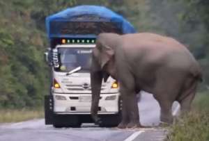 Un video curioso sobre un elefante que detiene camiones trascendió en Twitter. 