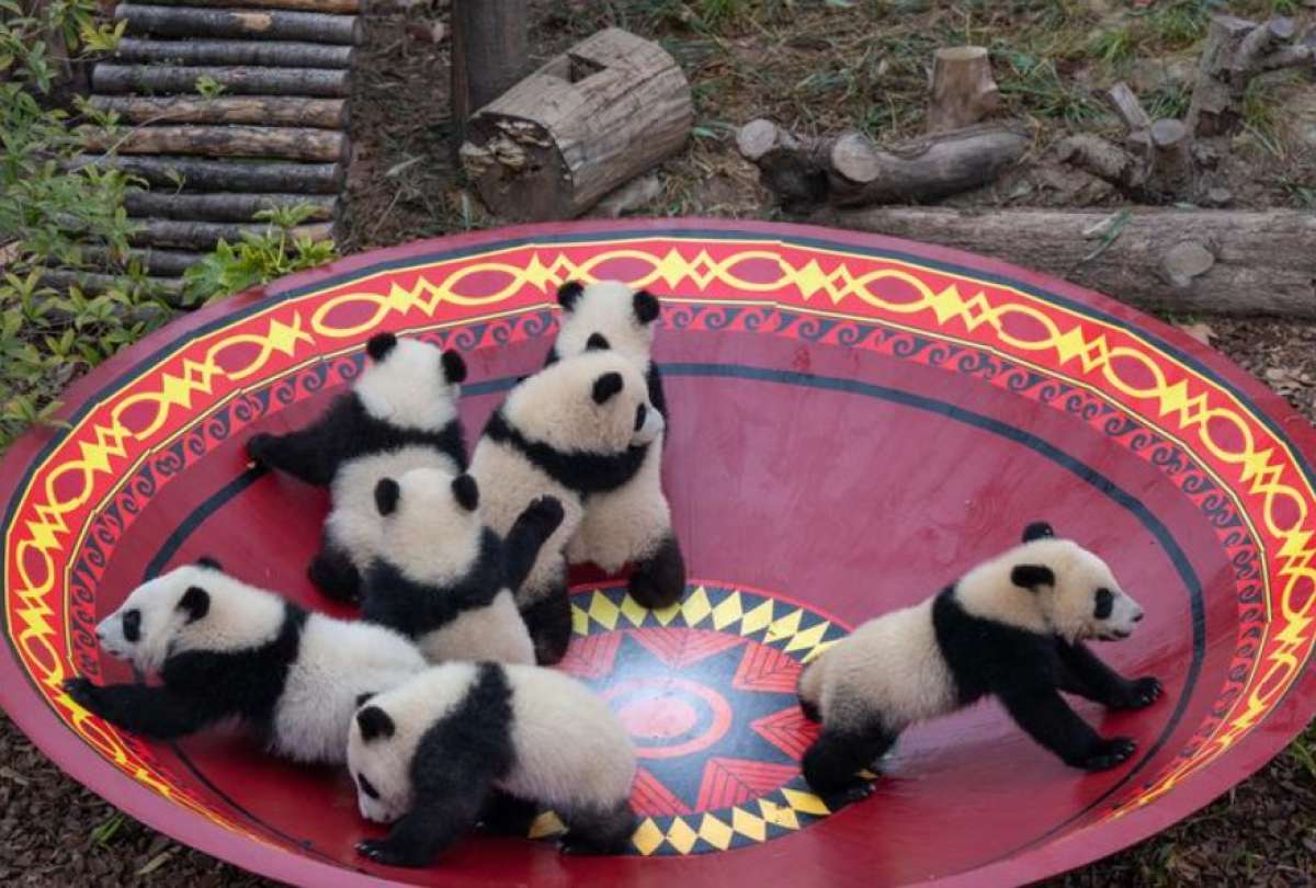 Se realiz&oacute; la presentaci&oacute;n de 30 pandas gigantes en el Centro Nacional de Conservaci&oacute;n e Investigaci&oacute;n del Panda Gigante en Chengdu.