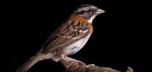El Quilico, es una de las aves afectadas por el incendio forestal ocurrido en el Antisana el pasado domingo.