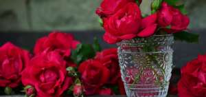 Rosas ecuatorianas se exportar&aacute;n sin aranceles a Estados Unidos