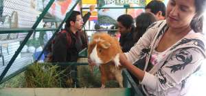 En la provincia de Azuay se fomenta la cr&iacute;a de cobayos en parroquias y cantones. Este animal es muy buscado por el buen sabor que tiene su carne.