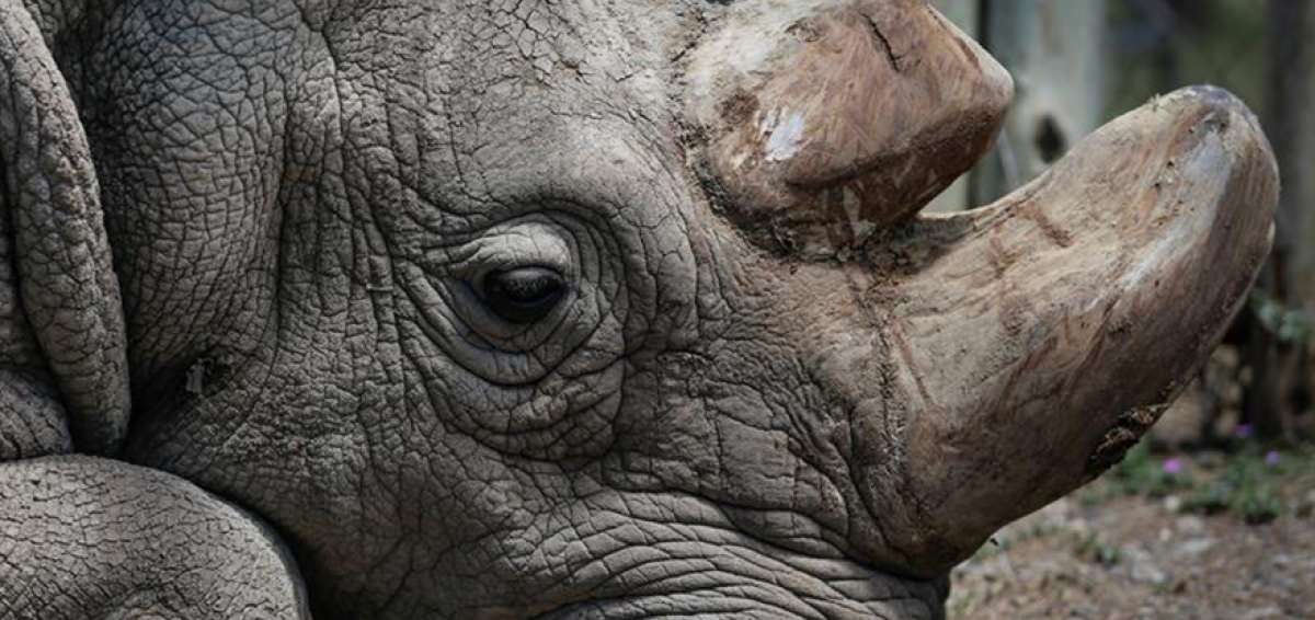 Desde 2009, Sud&aacute;n, el rinoceronte blanco macho viv&iacute;a en la Reserva Natural OI Pejeta, ubicada en Kenia. El ejemplar muri&oacute; a sus 45 a&ntilde;os.