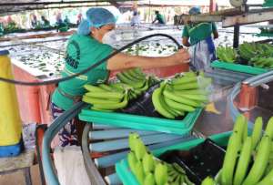 El banano es el quinto producto con mayores cifras de exportaci&oacute;n a China.