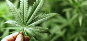Chile permite el consumo privado de marihuana pero su venta est&aacute; penada.