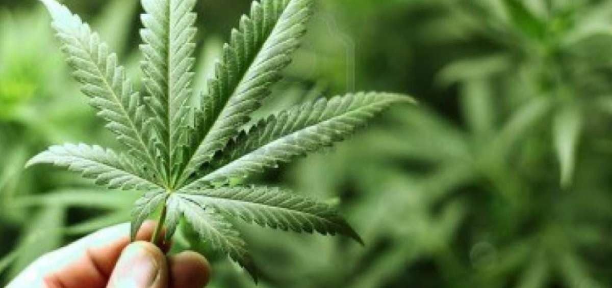 Chile permite el consumo privado de marihuana pero su venta est&aacute; penada.