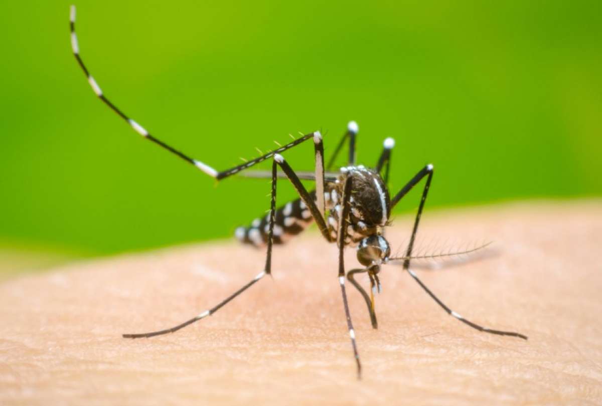 El MSP dio a conocer las acciones que se ejecutarán para frenar el brote de dengue  en Ecuador.
