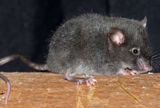 En Ecuador se descubrieron cinco nuevas especies de roedores de los Andes