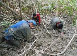 D&iacute;as antes de iniciar la veda, los cangrejeros de Naranjal se adentraron en el espeso lodo del manglar para capturar cangrejos y venderlos. Foto: Cortes&iacute;a 