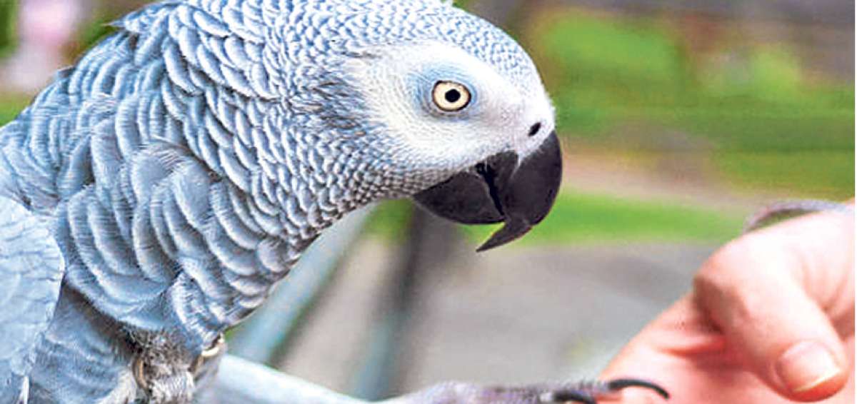 El comercio de loro gris se proh&iacute;be