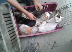 Quince gatos sobrevivieron al incendio en un departamento en edificio c&eacute;ntrico (Galer&iacute;a)