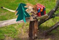 Los animales del ZOO de Quito recibieron regalos de Navidad.