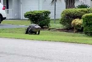 Un caimán gigante apareció en el estado de La Florida. Usuarios de redes reaccionan. 