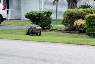 Un caimán gigante apareció en el estado de La Florida. Usuarios de redes reaccionan. 