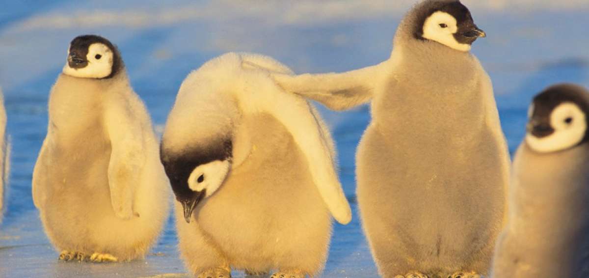 Piden m&aacute;s protecci&oacute;n para la Ant&aacute;rtida en el D&iacute;a Mundial del Ping&uuml;ino