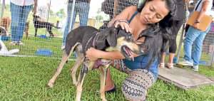 Elvia Tigre llev&oacute; animalitos para darlos en adopci&oacute;n. La Prefectura del Guayas realiza jornadas constantes.