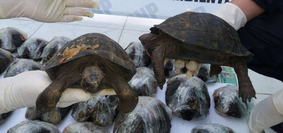 Rescatan en Per&uacute; a 29 tortugas gal&aacute;pagos en peligro de extinci&oacute;n