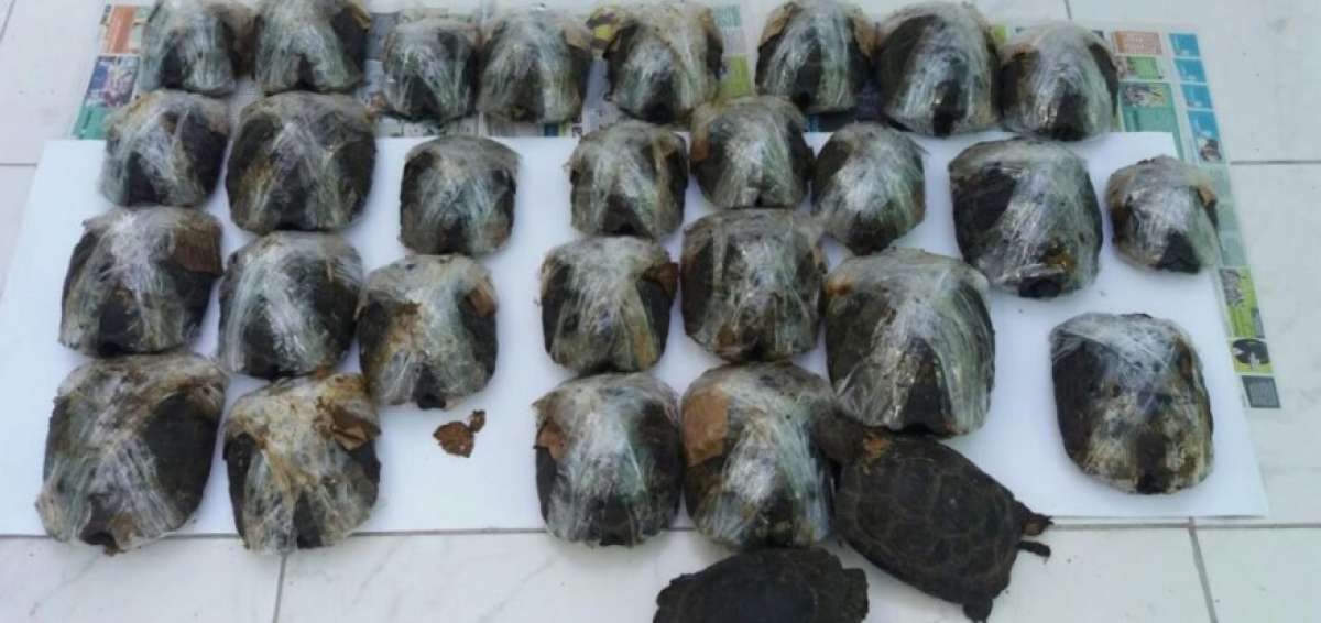 El Servicio Nacional Forestal y de Fauna Silvestre (Serfor) de Per&uacute; encontr&oacute; a las 29 tortugas - dos de ellas muertas - en una caja y "envueltas con cinta adhesiva" en las bodegas de un bus