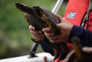 Ejemplares silvestres fueron liberados tras procesos de recuperaci&oacute;n y evaluaci&oacute;n veterinaria.