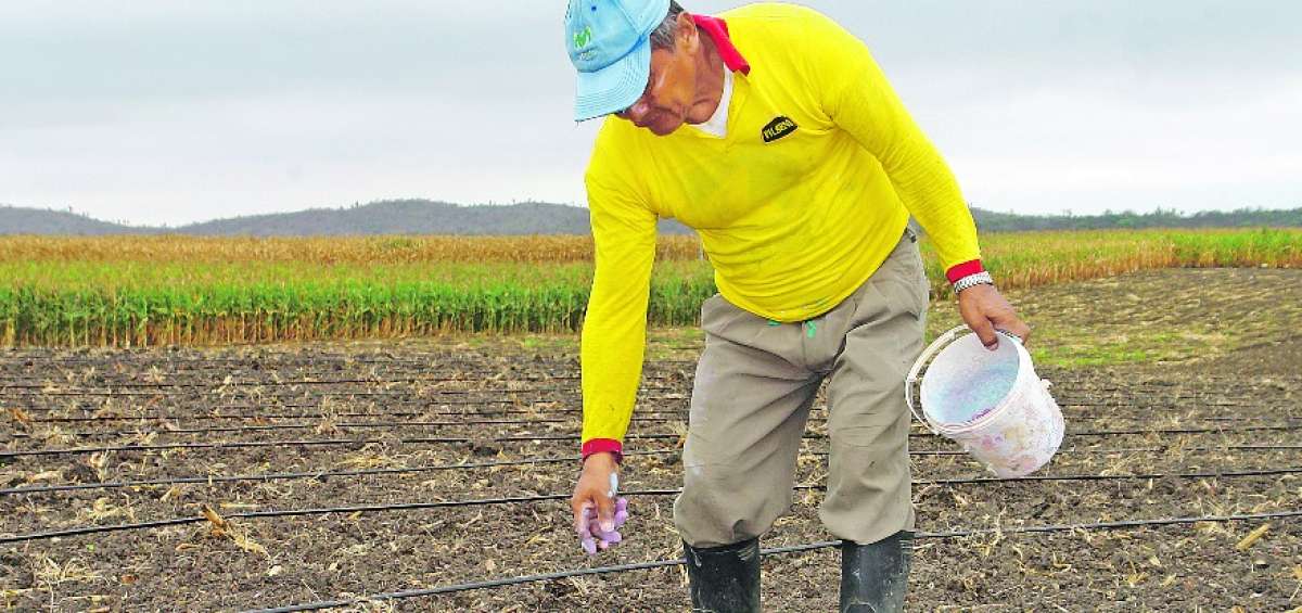  En Santa Elena, la producci&oacute;n de ma&iacute;z se mantiene en un 70% en cada una de las zonas intervenidas. En las tierras comunales se utilizan sistemas de riego por goteo, en 4.200 hect&aacute;reas.