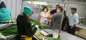 La empresa Ecua Verduras en el Quinche, Pichincha, es parte del proyecto Export DES. Esta compa&ntilde;&iacute;a exporta albahaca y ceboll&iacute;n.