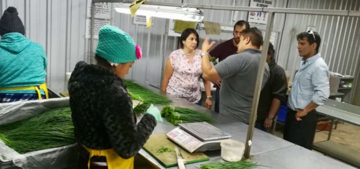 La empresa Ecua Verduras en el Quinche, Pichincha, es parte del proyecto Export DES. Esta compa&ntilde;&iacute;a exporta albahaca y ceboll&iacute;n.