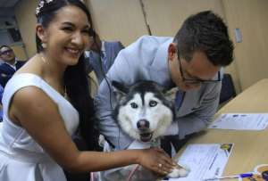 Los perros pueden ser testigos de tu boda en Ecuador. 