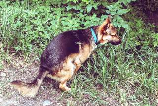 El no recoger excremento del perro es considerado una infracción leve.