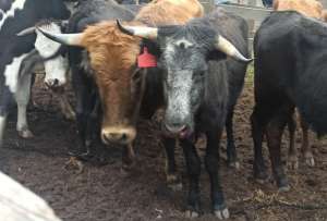 Bienestar Animal verificó maltrato a bovinos y equinos en un 'espectáculo' en Pifo