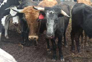 Bienestar Animal verificó maltrato a bovinos y equinos en un &#039;espectáculo&#039; en Pifo