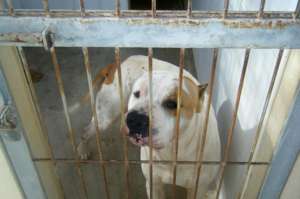 La Asociaci&oacute;n de Criadores Responsables del American Pitbull Terrier estima que al menos 100 pitbulls se reproducen al mes en el pa&iacute;s para ser vendidos. Foto: Tomado de Internet