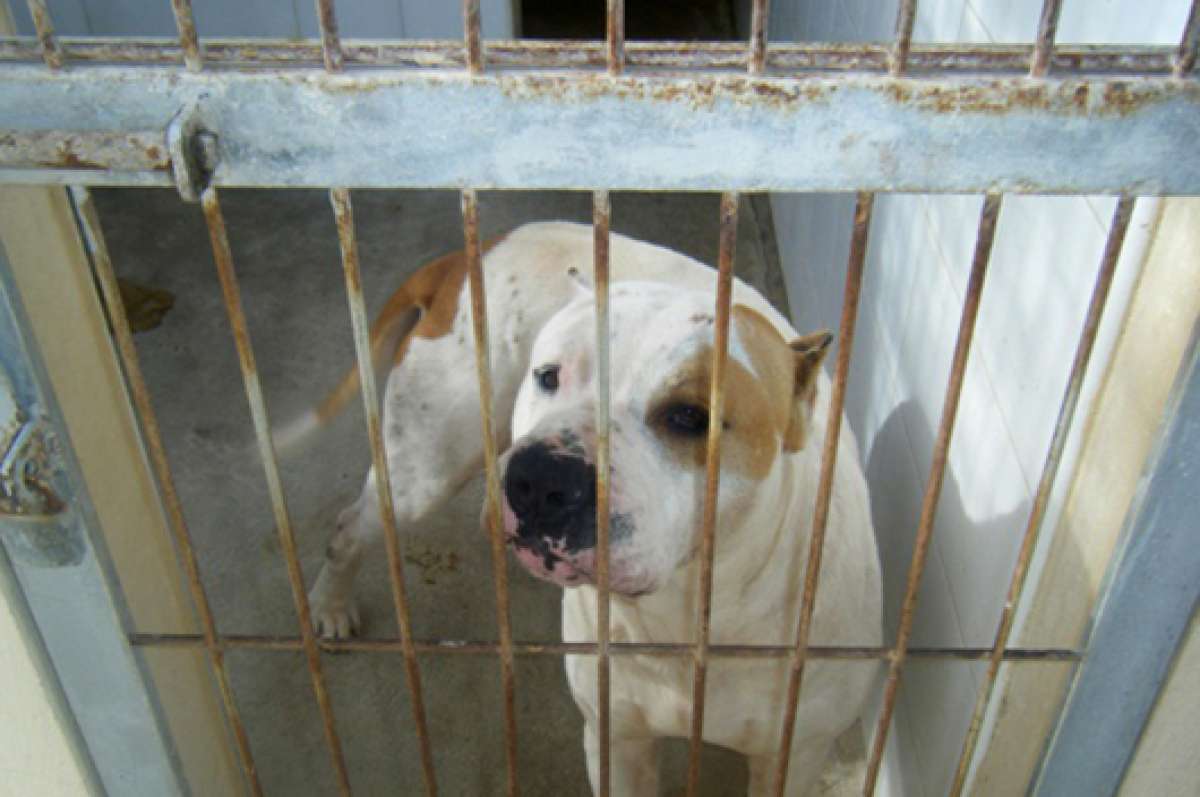 La Asociaci&oacute;n de Criadores Responsables del American Pitbull Terrier estima que al menos 100 pitbulls se reproducen al mes en el pa&iacute;s para ser vendidos. Foto: Tomado de Internet