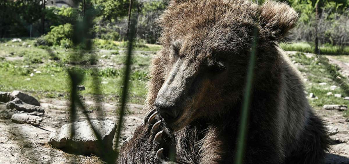 Este oso que lame sus garras se llama Patrick, quien tiene tres a&ntilde;os de edad. Al menos 20 osos y lobos viven en este refugio en espacios separados para evitar que se lastimen. Debido a su condici&oacute;n ya no pueden volver a la naturaleza.  