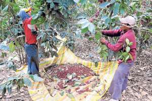 El Cofenac tiene sede en Manta (Manab&iacute;) y recibe el 2% del valor FOB por cada 100 libras de caf&eacute; exportadas. Foto: Archivo / El Tel&eacute;grafo