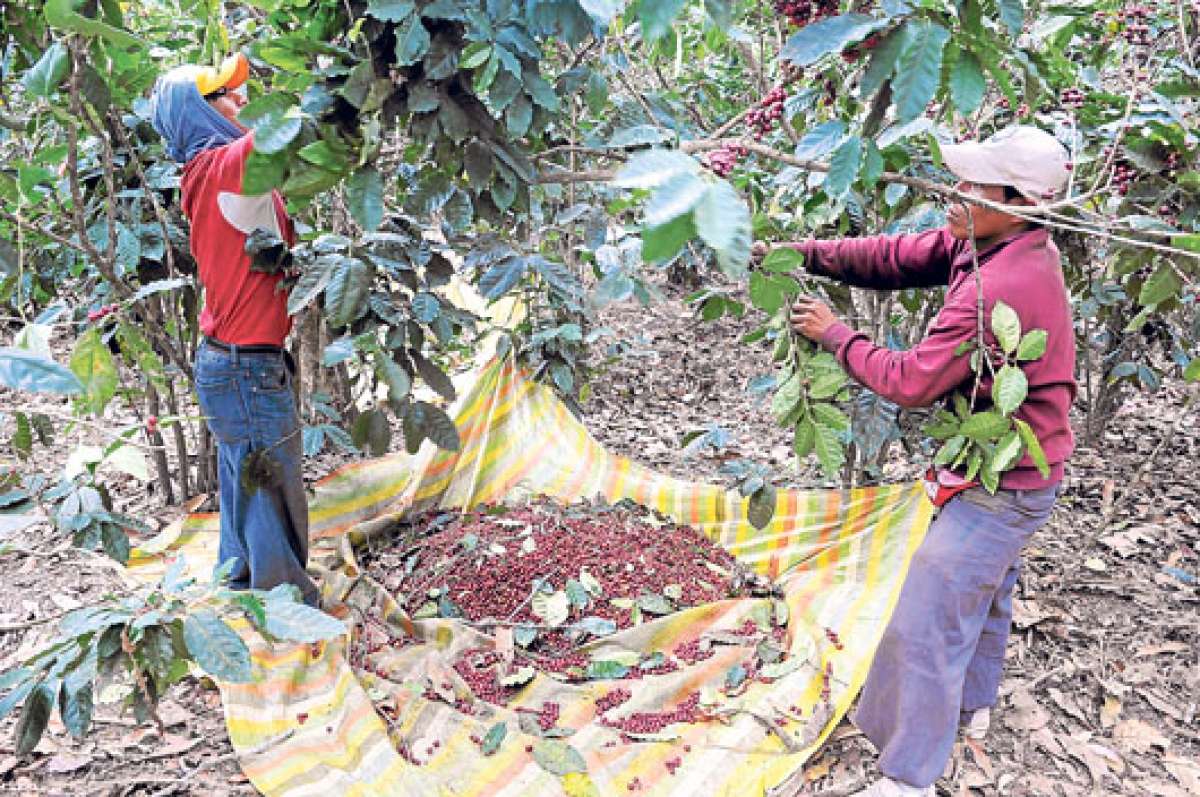 El Cofenac tiene sede en Manta (Manab&iacute;) y recibe el 2% del valor FOB por cada 100 libras de caf&eacute; exportadas. Foto: Archivo / El Tel&eacute;grafo