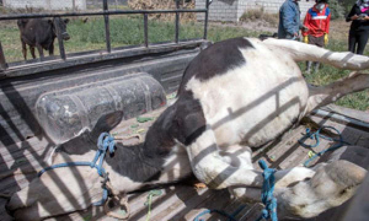 Ceniza en Mulal&oacute; afecta a ganado de la zona