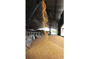 Se esperaba que la producci&oacute;n del grano fuera de m&aacute;s de un mill&oacute;n de toneladas.